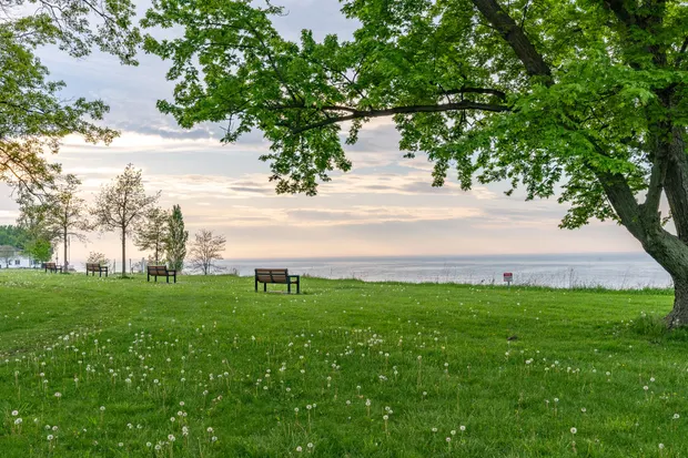 Lake Erie shoreline framed by a tree at Showse Park.